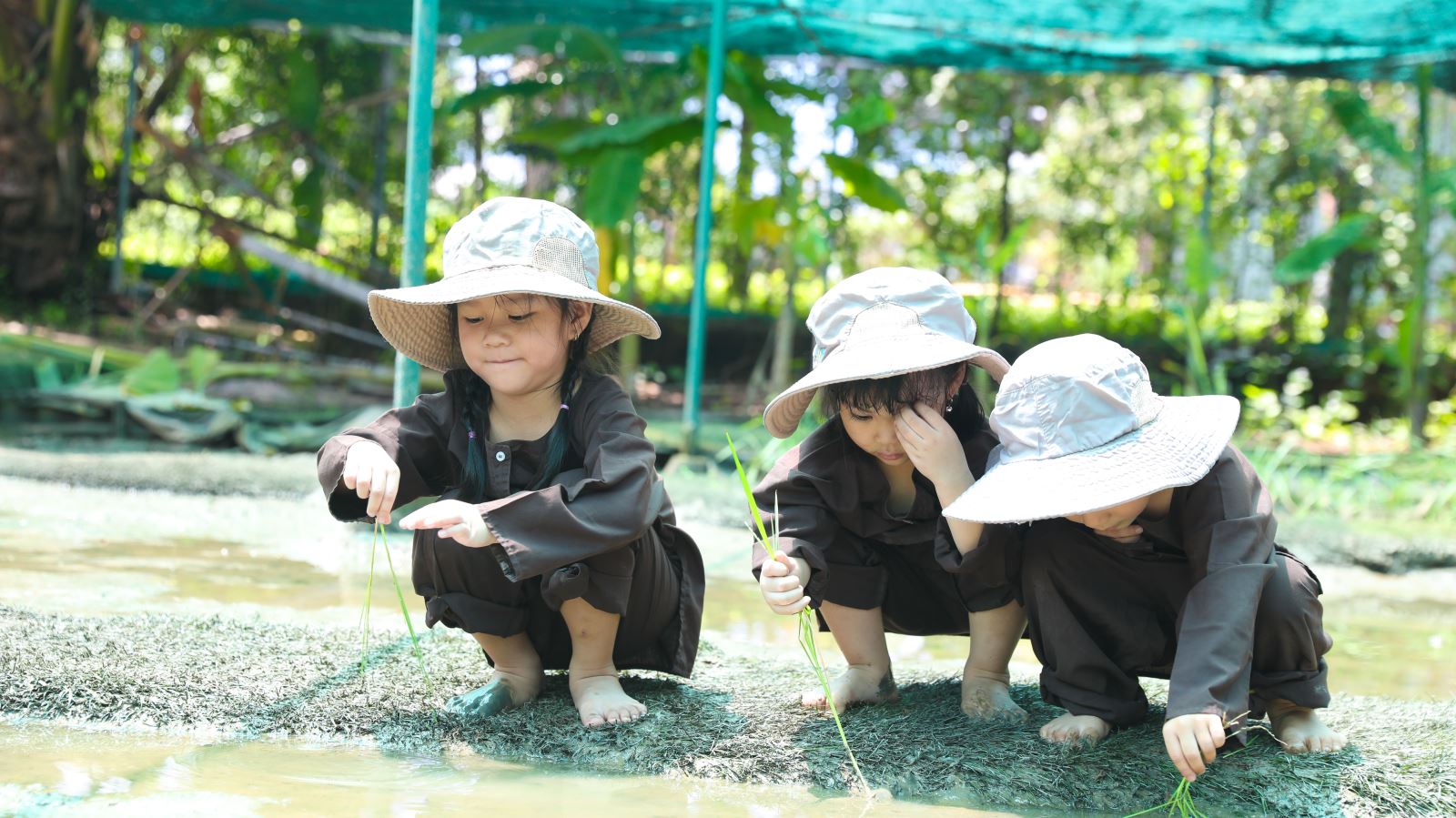 Bé mầm non ICANDY Preschool trải nghiệm tập cấy lúa tại Dragon Farm