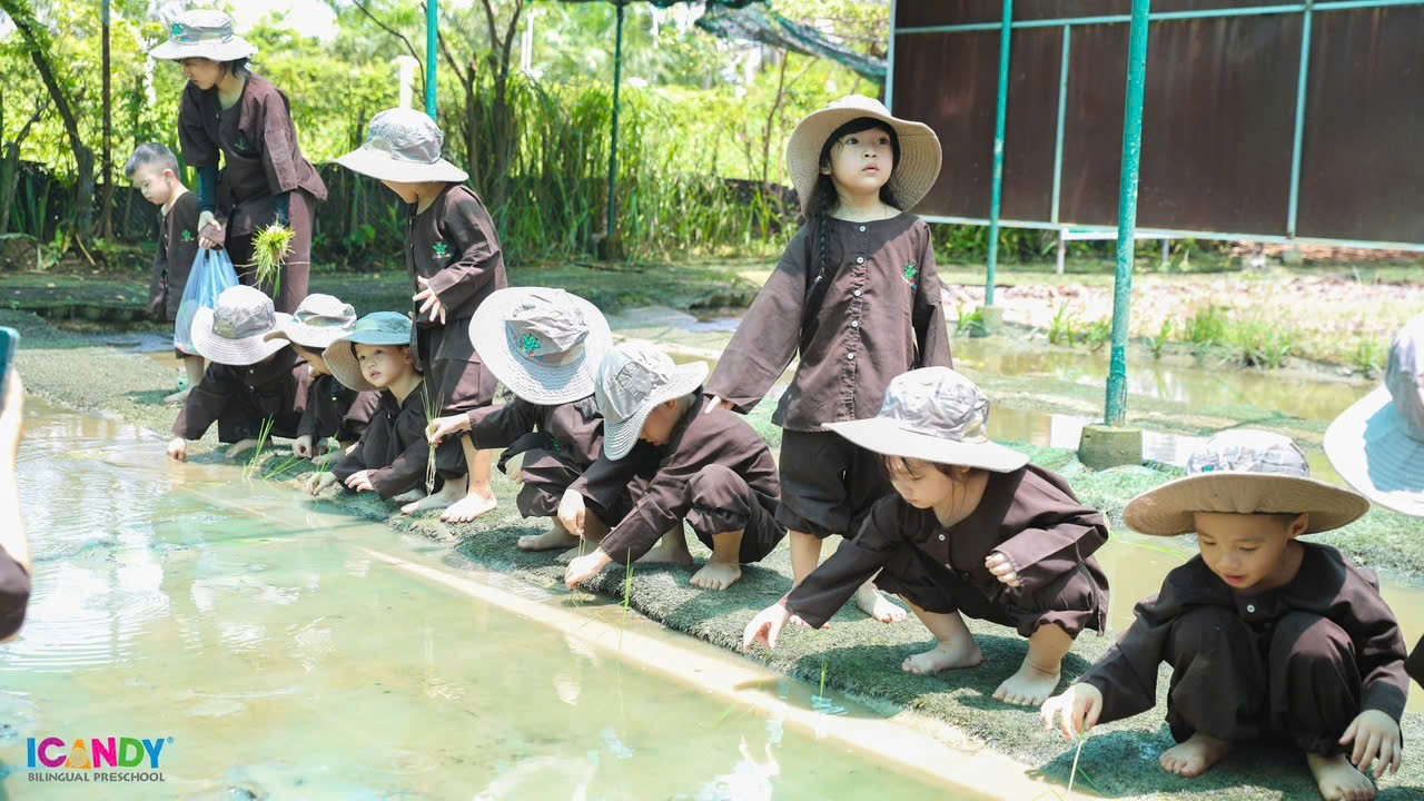 Học sinh ICANDY Preschool hóa thân thành nông dân nhí trải nghiệm cấy lúa nước